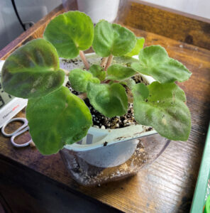 Purple w white border, 002 Oct 26, 2025