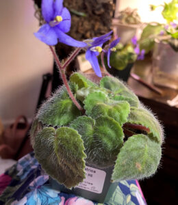 Our second Punter 9.  Curled under leaves left alone. Oct 26, 2025