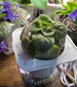Punter 9, curled leaves placed around inner rim of self watering pot, Oct 26, 2025