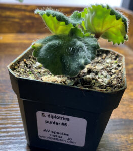 punter 6. Curled under leaves removed before repotting. Oct 26, 2025