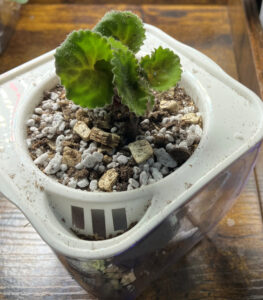 punter 6 repotted into self watering pot. Curled under leaves removed before repotting. Oct 26, 2025