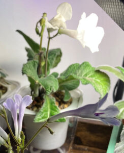 Snow Crystal, Oct 26, 2025