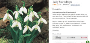 10 Early Snow Drops Brecks Oct 26, 2025