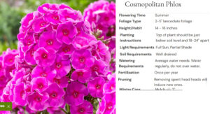 2 Cosmopolitan Phlox Brecks Oct 26, 2025