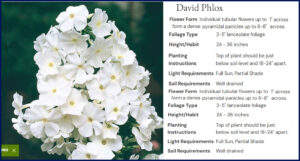 2 David Phlox Brecks Oct 26, 2026