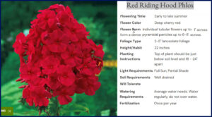 5 Cosmopolitan Phlox Brecks Oct 26 2025