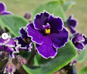 Blooming African Violet live plant in a 4 inch pot. Purple with White edge Violet