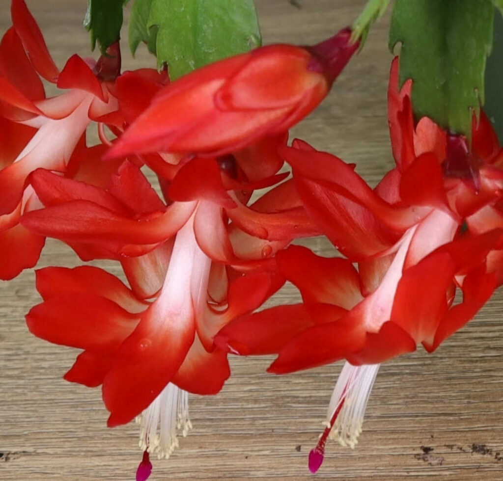 Cactus 4 inch pot, live Schlumbergera Christmas cactus plant. Oct 4, 2025.