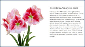 Exception Amaryllis Bulb, Oct 27, 2025. purchased from Breck's