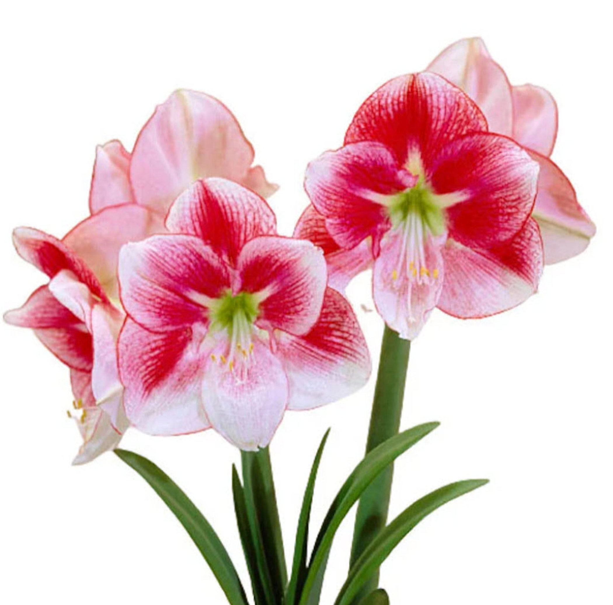 Exception Amaryllis