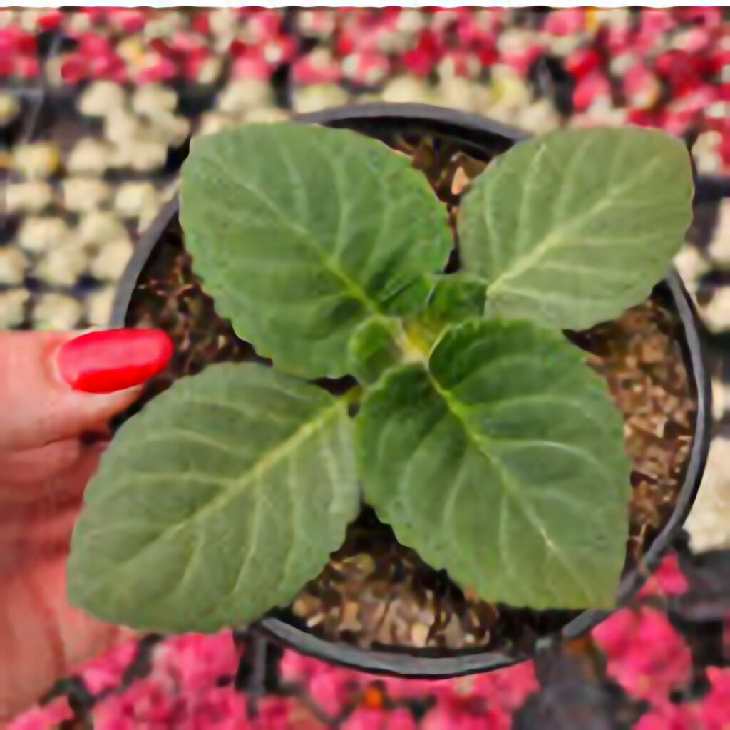 Gloxinia starter plant, 5 inch pot. Mystery color. Oct 4, 2025