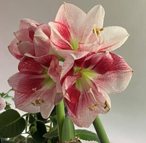 Breck's bare bulb, Amaryllis.  Stalk for this one is the leaning stalk on the right side.  Requiested and received refund because only one weak stalk.
