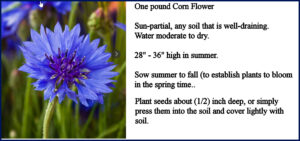 One pound Blue Cornflower Amer Meads Oct 26, 2925