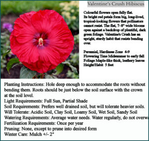 Valentine's Crush Hibiscuso Breck's Oct 26, 2025