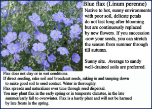 uarter pound Blue Flax Seeds Amer Meadows Oct 26, 2025