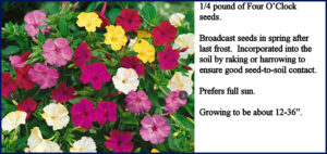 quarter pound Four O'Clock Seed Mix Amer Meads Oct 26,, 2025