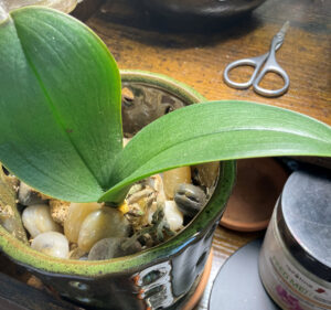 Orchid, 2 leaves, Feb 27, 2026