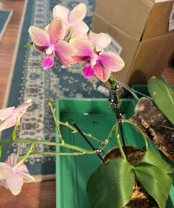 Orchid, droopy leaves. Feb 27, 2026. 002