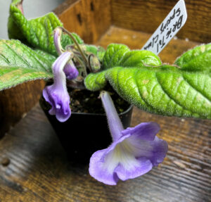  Bristol’s Spring Clouds, Feb 17, 2026.
