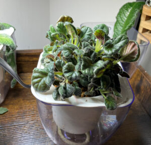 Flair 001, Feb 17, 2026.