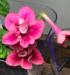 Bristol’s Jail Bait 001, Feb 17, 2026.