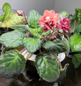 Mandan Dandy Feb 17, 2026.