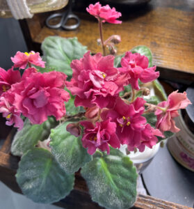 Mandy, Feb 27, 2026.