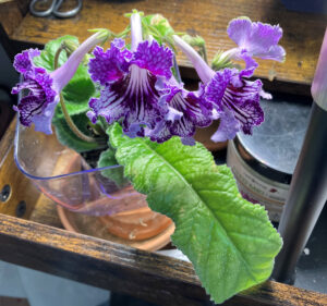 TSF Zhizel, Feb 27, 2026