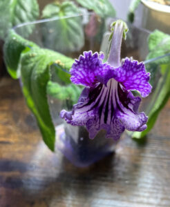 TSF Zhizel, shown, first bloom, Feb 10, 2026.