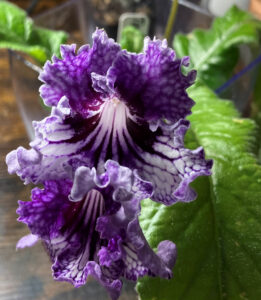 TSF Zhizel , Feb 17, 2026.