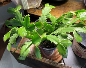 Christmas cactus, Feb 27, 2026.