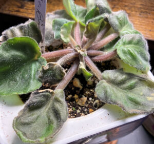 droopy Purple violet, Feb 27, 2026