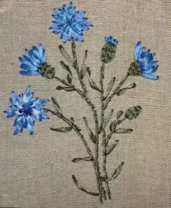 Cornflowers
